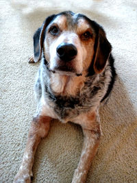 Close-up portrait of dog sitting