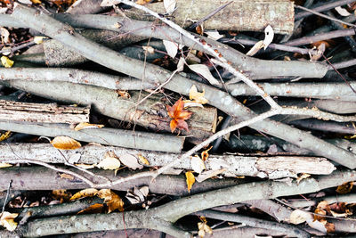 Close-up of tree stump