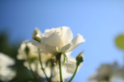 Close-up of flower against blue sky