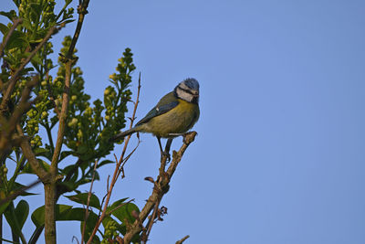 Low angle view of bird perching on branch against sky