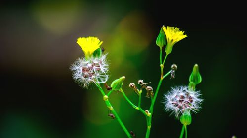 Close-up of dandelion flower