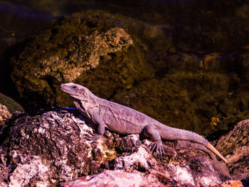 Close-up of lizard on rock