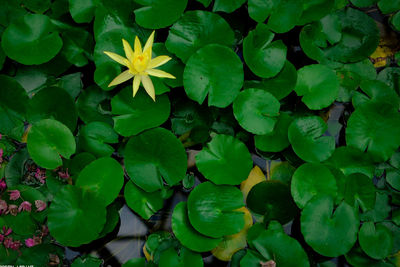 High angle view of flowering plant leaves