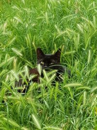 Cat lying on grass