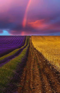 Scenic view of field against sky during sunset