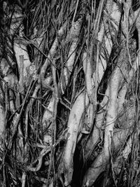 Close-up of tree