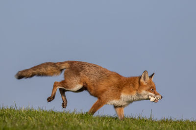 Side view of a horse on field