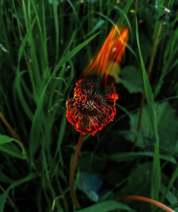 Close-up of red flower on field