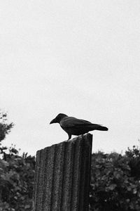 Low angle view of bird perching on wooden post