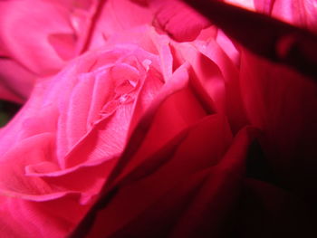 Close-up of pink rose