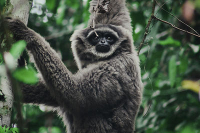 Portrait of  javan gibbon hanging on branch