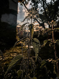 Close-up of plants against sky