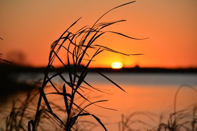 Close-up of silhouette plant against orange sky during sunset