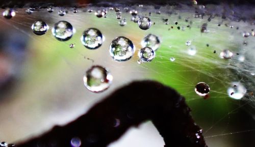 Close-up of water drops on leaf