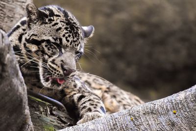 Low angle view of leopard relaxing on tree