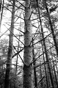 Low angle view of bare trees in forest