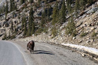 Rear view of cat walking on road