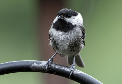 Close-up of bird perching on branch