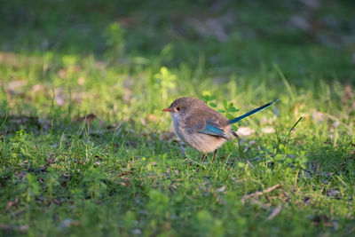 Close-up of bird perching on field