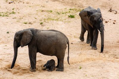 Elephant in a horse