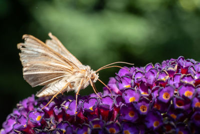 Macro capture of a beautiful umber skipper butterfly on a blooming vibrant purple statice flower.