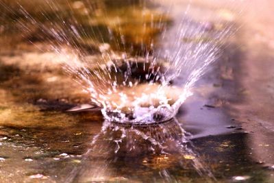 Close-up of jellyfish in water