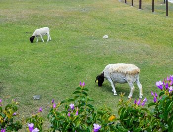 Sheep grazing in a field