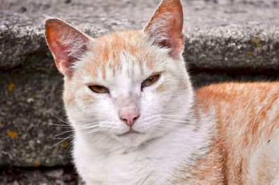 Close-up portrait of tabby cat