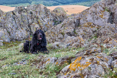 Dog looking at rock formation