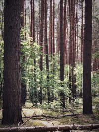 Trees in forest