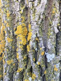 Close-up of lichen on tree trunk