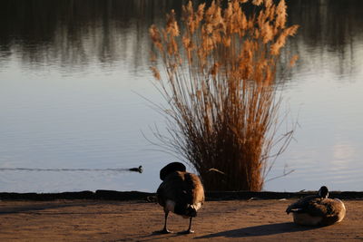 View of birds at lakeshore