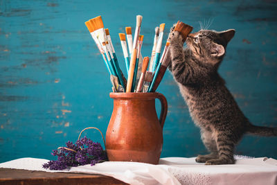 Close-up of cat sitting on table