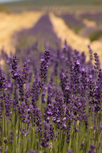 Close-up of purple flowering plants on field