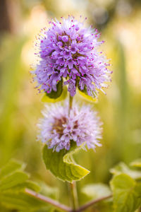 Close-up of purple flowering plant