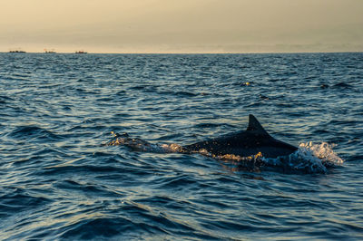 View of dolphins swimming in sea