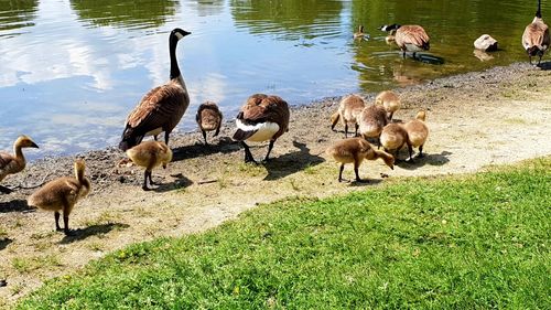 Flock of birds in the lake