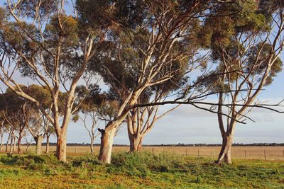 Eucalyptus trees in field