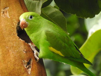 Close-up of parrot perching on tree