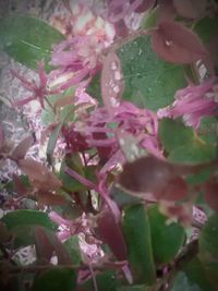 Close-up of pink flowers