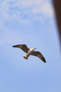 Low angle view of seagull flying