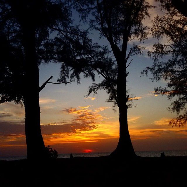 SILHOUETTE TREE AGAINST ORANGE SKY