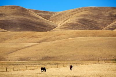 View of desert landscape