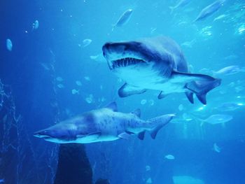 Fish swimming in sea