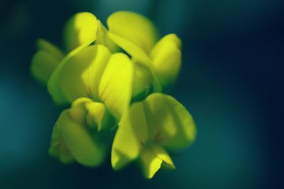 Close-up of yellow flower