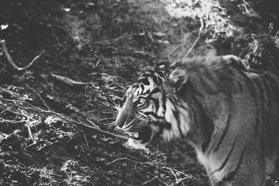 Close-up of tiger in forest