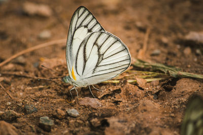 Close-up of butterfly on ground