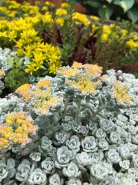 High angle view of yellow flowering plants