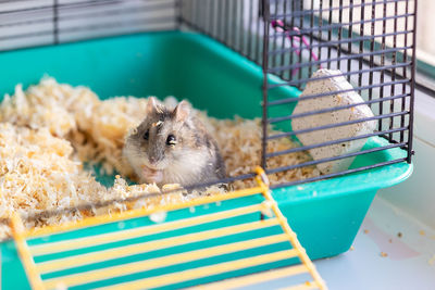 Funny hamster peeking out of cage, selective focus