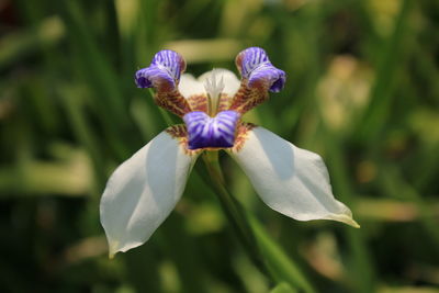 Close-up of purple flowering plant
